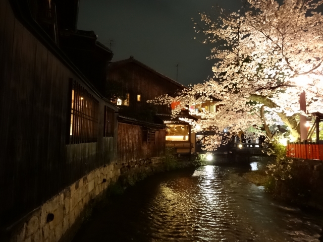 花の名所がたくさん♪京都の桜を見にいこう!