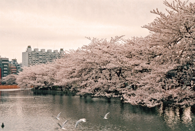 定番から穴場まで！東京都内の桜の名所
