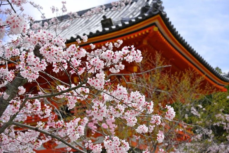 京都・仁和寺の桜