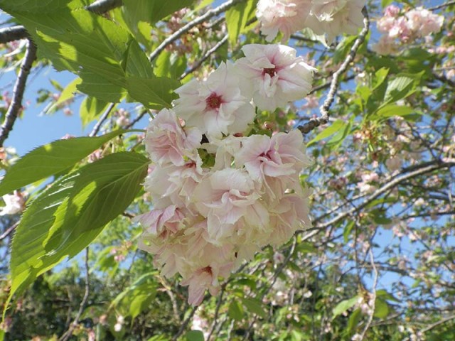 sakura150423-1-640x480