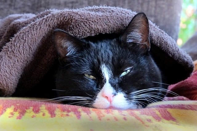 cat-blanket
