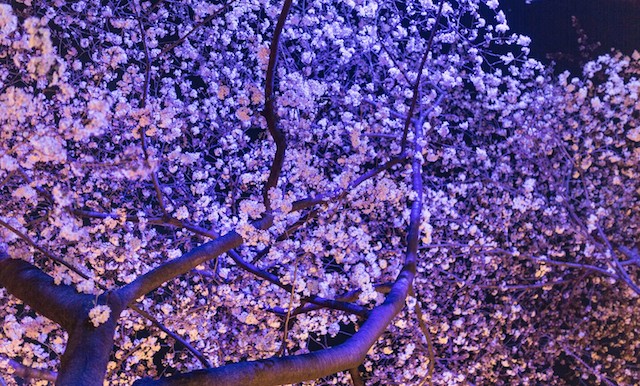 京都の夜桜スポット案内 夜行バスvipライナー Vipなコラム