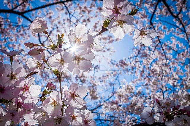 cherry-blossoms-1716763_640