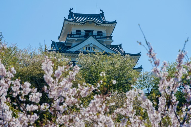 館山・城山公園の桜