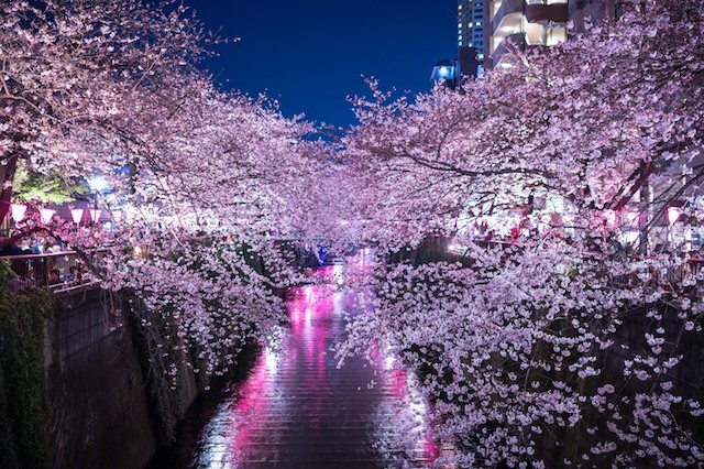 【東京編】夜桜がきれいなお花見スポット