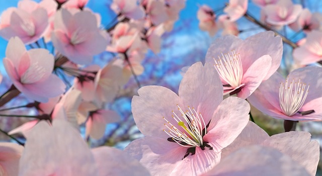 【埼玉編】お花見シーズン到来！桜の名所