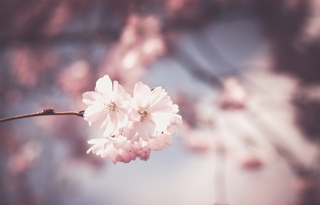 桜の花びら