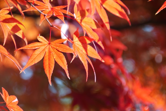 【京都】秋の散策スポット紹介