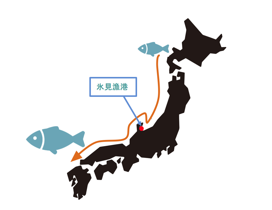 【寒ブリ徹底調査】日本一おいしい「ひみ寒ぶり」を食べるには冬の富山へ行くしかない！
