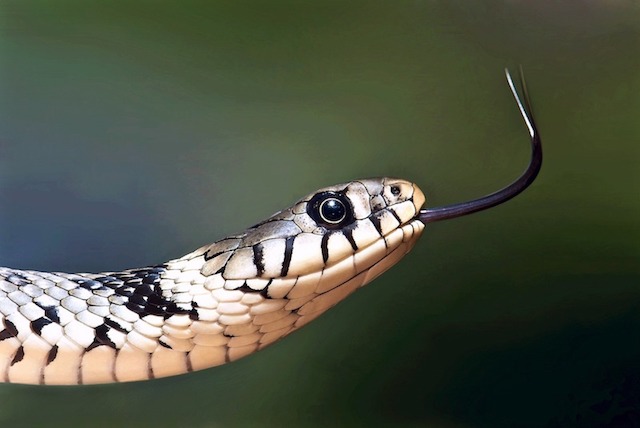 ヨーロピアン　蛇　顔　ドアップ　爬虫類