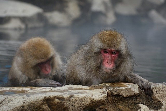 長野県の地獄谷温泉につかる猿