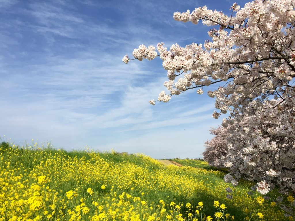 熊谷 桜 菜の花