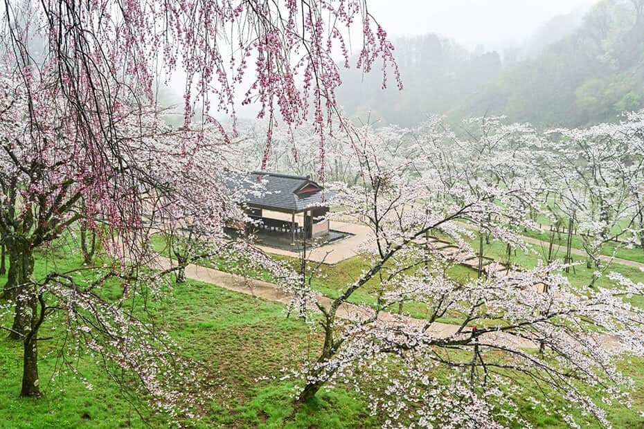 桜満開の卯辰山