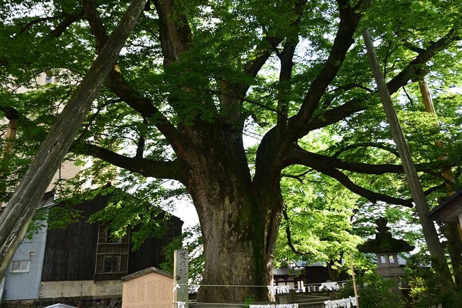 神明神社の御神木