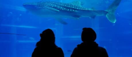 大阪「海遊館」の見どころを解説！最大級の水族館を楽しもう