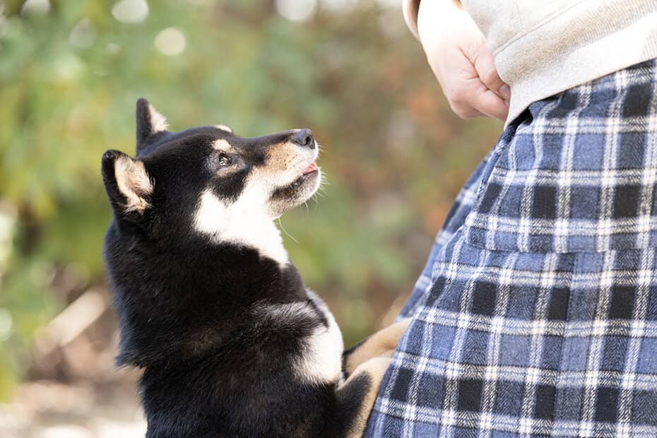 飼い主に甘える柴犬