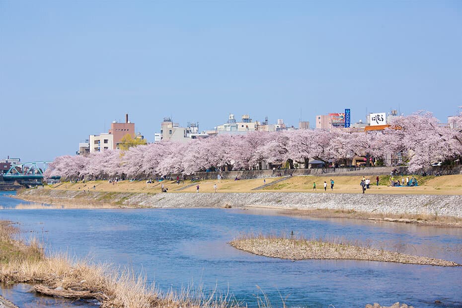 犀川の桜