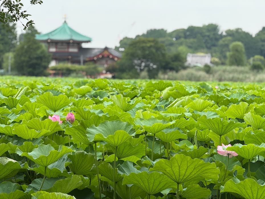 上野　不忍池