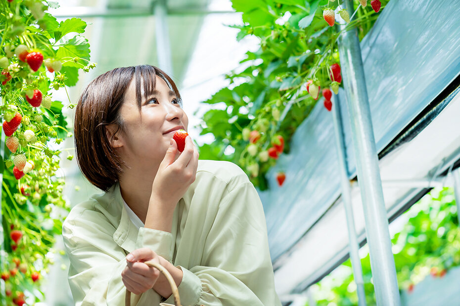 いちご狩りをする女性