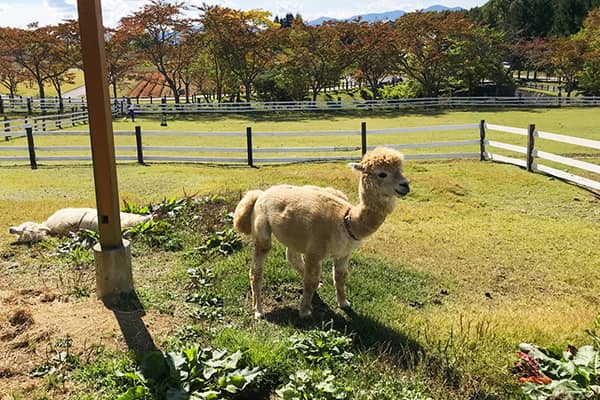 ひるがの高原 牧歌の里イメージ02