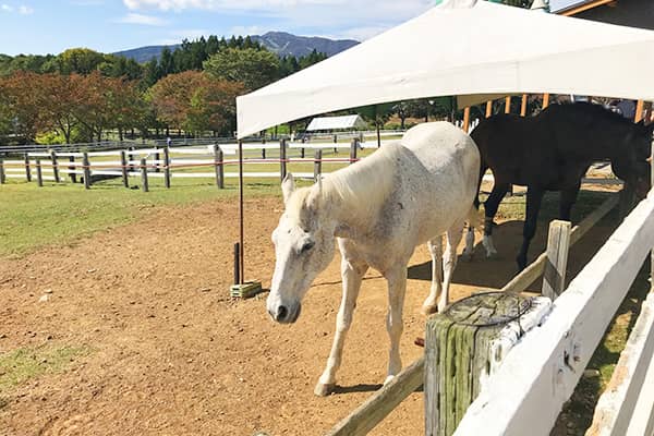 ひるがの高原 牧歌の里イメージ04