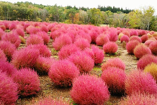 ひるがの高原 四季折々の風景イメージ02