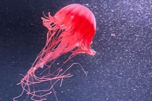 京都水族館の赤クラゲ